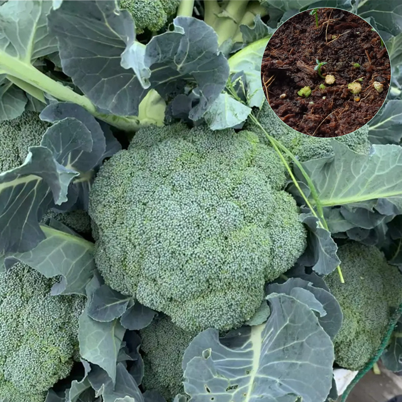 🌱Broccoli Seed - health benefits, ease of growing, and sustainability♻️